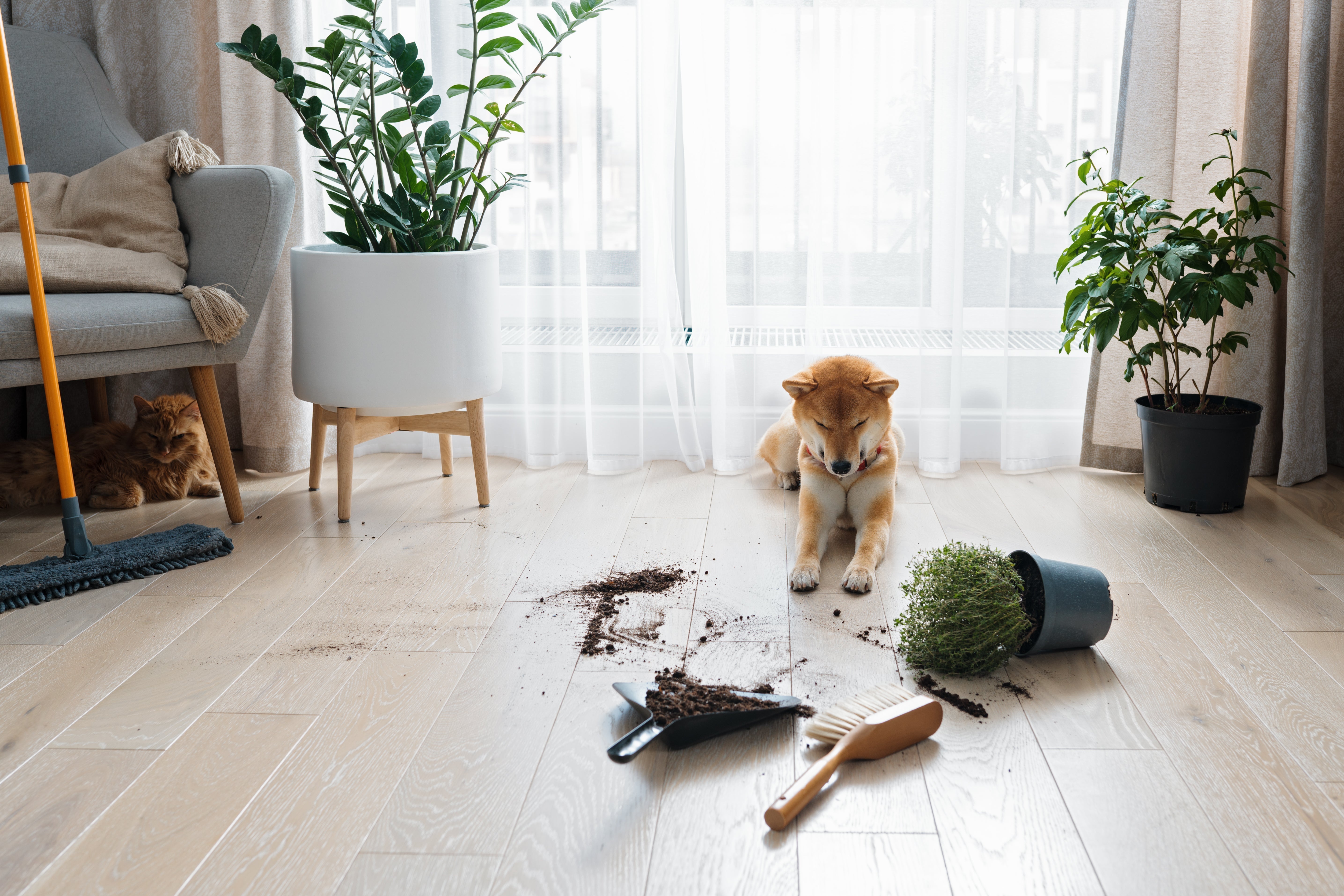 What Makes Flooring Truly Pet Friendly: Waterproof Laminate, LVP, and Vinyl Tile Explained